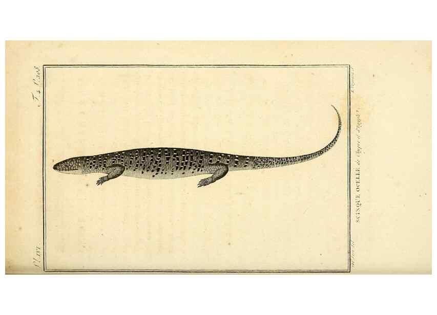 Reproducción/Reproduction 49813394228: Histoire naturelle, générale et particulière, des reptiles. A Paris :De l'Imprimerie de F. Dufart,an X-XI [1802-1803]. 
