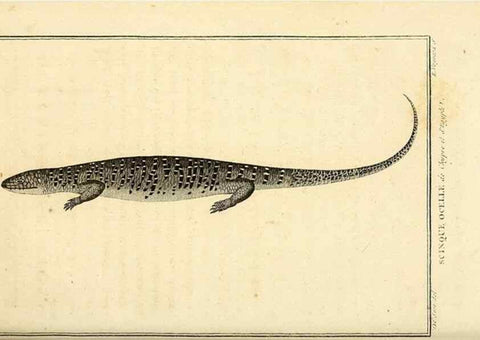 Reproducción/Reproduction 49813394228: Histoire naturelle, générale et particulière, des reptiles. A Paris :De l'Imprimerie de F. Dufart,an X-XI [1802-1803]. 