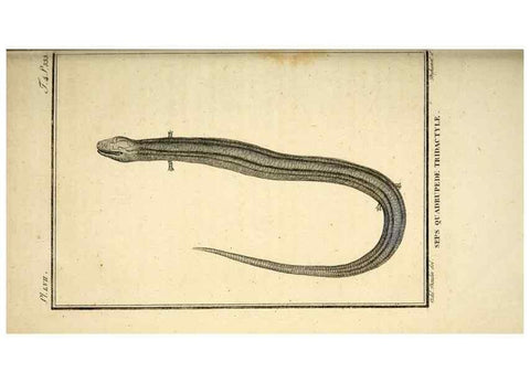 Reproducción/Reproduction 49813934521: Histoire naturelle, générale et particulière, des reptiles. A Paris :De l'Imprimerie de F. Dufart,an X-XI [1802-1803]. 