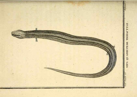 Reproducción/Reproduction 49813934521: Histoire naturelle, générale et particulière, des reptiles. A Paris :De l'Imprimerie de F. Dufart,an X-XI [1802-1803]. 