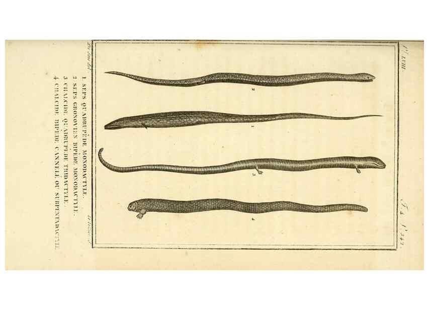 Reproducción/Reproduction 49814243997: Histoire naturelle, générale et particulière, des reptiles. A Paris :De l'Imprimerie de F. Dufart,an X-XI [1802-1803]. 