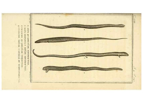 Reproducción/Reproduction 49814243997: Histoire naturelle, générale et particulière, des reptiles. A Paris :De l'Imprimerie de F. Dufart,an X-XI [1802-1803]. 