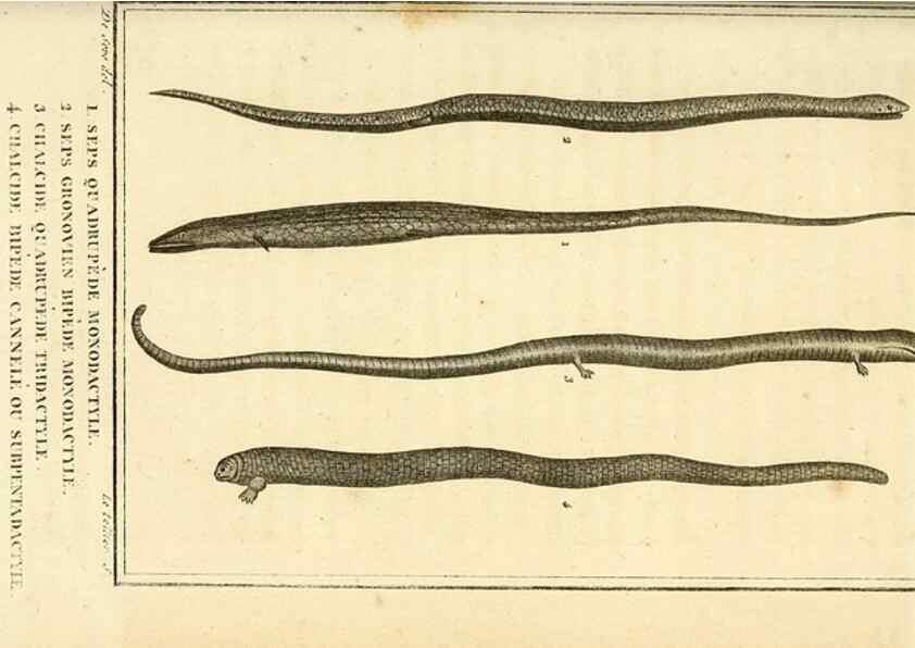 Reproducción/Reproduction 49814243997: Histoire naturelle, générale et particulière, des reptiles. A Paris :De l'Imprimerie de F. Dufart,an X-XI [1802-1803]. 