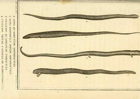 Reproducción/Reproduction 49814243997: Histoire naturelle, générale et particulière, des reptiles. A Paris :De l'Imprimerie de F. Dufart,an X-XI [1802-1803]. 