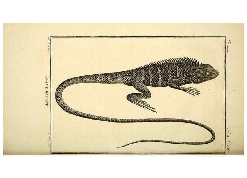 Reproducción/Reproduction 49813855081: Histoire naturelle, générale et particulière, des reptiles. A Paris :De l'Imprimerie de F. Dufart,an X-XI [1802-1803]. 