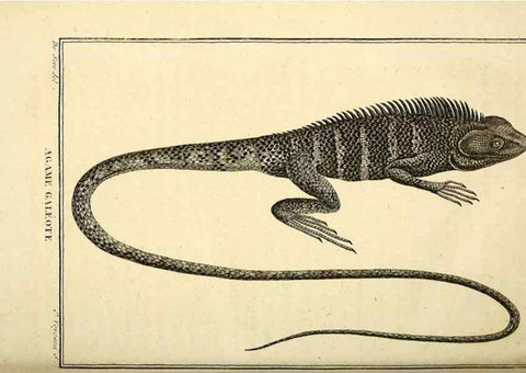 Reproducción/Reproduction 49813855081: Histoire naturelle, générale et particulière, des reptiles. A Paris :De l'Imprimerie de F. Dufart,an X-XI [1802-1803]. 