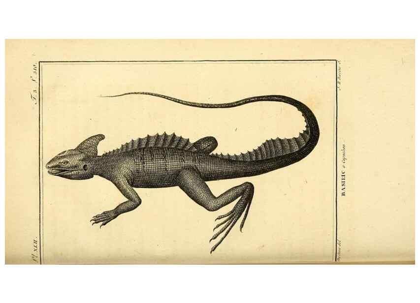 Reproducción/Reproduction 49813314423: Histoire naturelle, générale et particulière, des reptiles. A Paris :De l'Imprimerie de F. Dufart,an X-XI [1802-1803]. 
