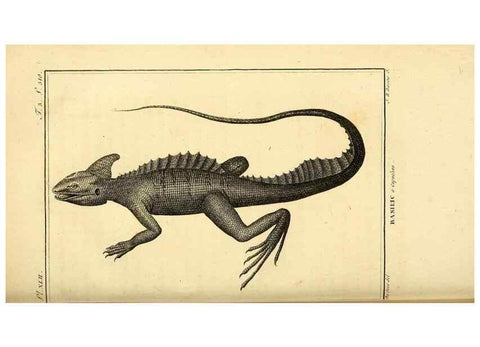 Reproducción/Reproduction 49813314423: Histoire naturelle, générale et particulière, des reptiles. A Paris :De l'Imprimerie de F. Dufart,an X-XI [1802-1803]. 