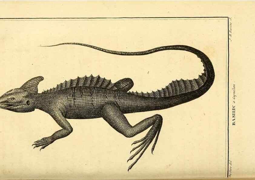 Reproducción/Reproduction 49813314423: Histoire naturelle, générale et particulière, des reptiles. A Paris :De l'Imprimerie de F. Dufart,an X-XI [1802-1803]. 