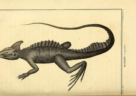 Reproducción/Reproduction 49813314423: Histoire naturelle, générale et particulière, des reptiles. A Paris :De l'Imprimerie de F. Dufart,an X-XI [1802-1803]. 