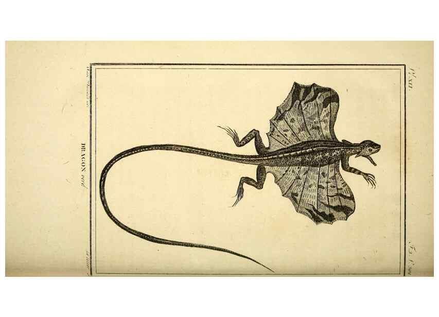 Reproducción/Reproduction 49813313938: Histoire naturelle, générale et particulière, des reptiles. A Paris :De l'Imprimerie de F. Dufart,an X-XI [1802-1803]. 