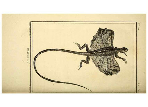Reproducción/Reproduction 49813313938: Histoire naturelle, générale et particulière, des reptiles. A Paris :De l'Imprimerie de F. Dufart,an X-XI [1802-1803]. 