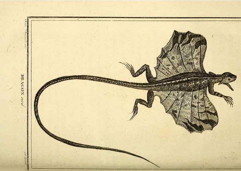 Reproducción/Reproduction 49813313938: Histoire naturelle, générale et particulière, des reptiles. A Paris :De l'Imprimerie de F. Dufart,an X-XI [1802-1803]. 