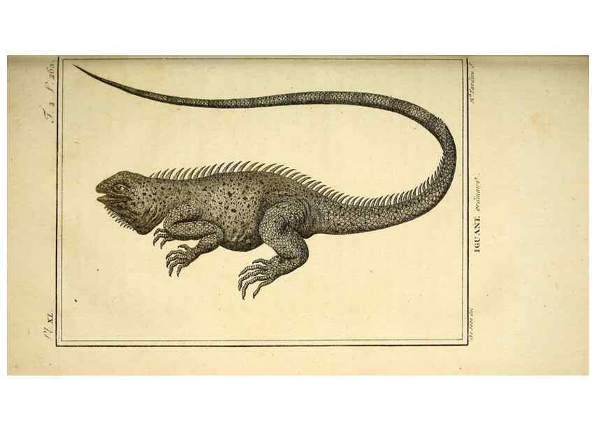 Reproducción/Reproduction 49813313503: Histoire naturelle, générale et particulière, des reptiles. A Paris :De l'Imprimerie de F. Dufart,an X-XI [1802-1803]. 