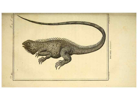 Reproducción/Reproduction 49813313503: Histoire naturelle, générale et particulière, des reptiles. A Paris :De l'Imprimerie de F. Dufart,an X-XI [1802-1803]. 