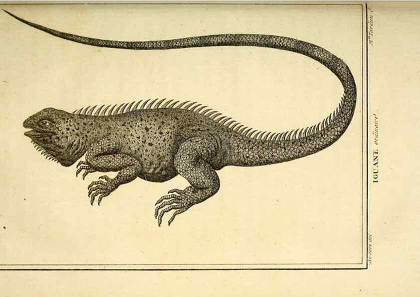 Reproducción/Reproduction 49813313503: Histoire naturelle, générale et particulière, des reptiles. A Paris :De l'Imprimerie de F. Dufart,an X-XI [1802-1803]. 