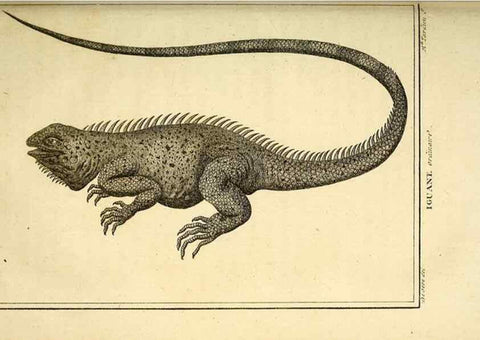 Reproducción/Reproduction 49813313503: Histoire naturelle, générale et particulière, des reptiles. A Paris :De l'Imprimerie de F. Dufart,an X-XI [1802-1803]. 