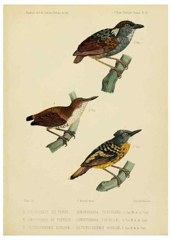 Reproducción/Reproduction 49813767186: Expédition dans les parties centrales de l'Amérique du Sud. Paris :Chez P. Bertrand,1850-1859.. 