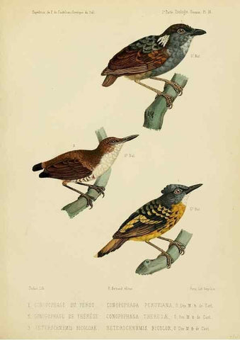 Reproducción/Reproduction 49813767186: Expédition dans les parties centrales de l'Amérique du Sud. Paris :Chez P. Bertrand,1850-1859.. 