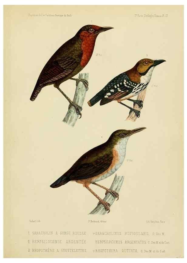 Reproducción/Reproduction 49813229343: Expédition dans les parties centrales de l'Amérique du Sud. Paris :Chez P. Bertrand,1850-1859.. 