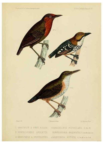 Reproducción/Reproduction 49813229343: Expédition dans les parties centrales de l'Amérique du Sud. Paris :Chez P. Bertrand,1850-1859.. 