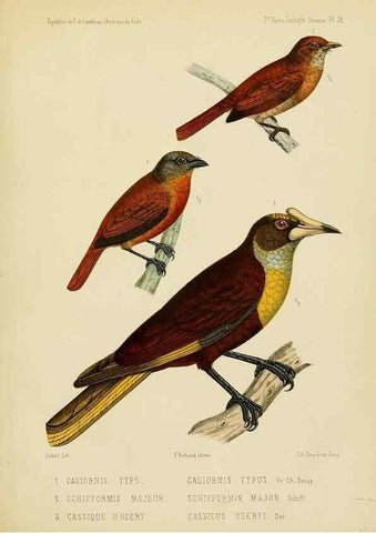 Reproducción/Reproduction 49813767561: Expédition dans les parties centrales de l'Amérique du Sud. Paris :Chez P. Bertrand,1850-1859.. 