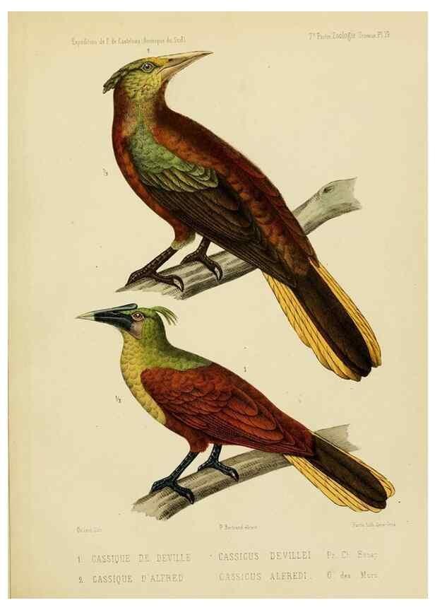 Reproducción/Reproduction 49813229673: Expédition dans les parties centrales de l'Amérique du Sud. Paris :Chez P. Bertrand,1850-1859.. 
