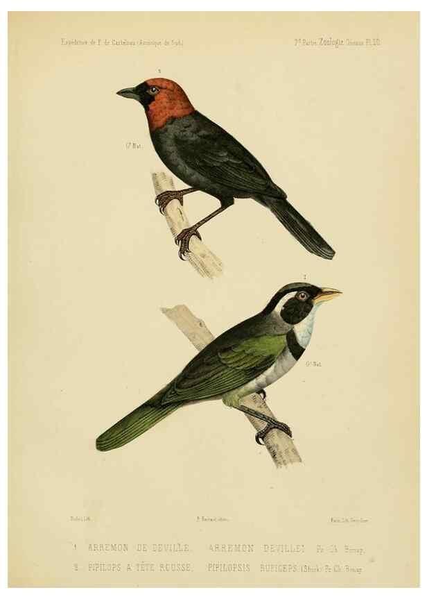 Reproducción/Reproduction 49813767926: Expédition dans les parties centrales de l'Amérique du Sud. Paris :Chez P. Bertrand,1850-1859.. 