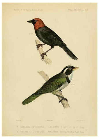 Reproducción/Reproduction 49813767926: Expédition dans les parties centrales de l'Amérique du Sud. Paris :Chez P. Bertrand,1850-1859.. 
