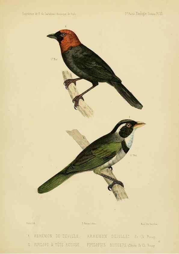 Reproducción/Reproduction 49813767926: Expédition dans les parties centrales de l'Amérique du Sud. Paris :Chez P. Bertrand,1850-1859.. 