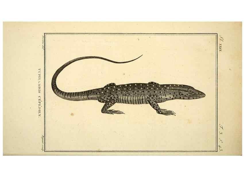 Reproducción/Reproduction 49813309608: Histoire naturelle, générale et particulière, des reptiles. A Paris :De l'Imprimerie de F. Dufart,an X-XI [1802-1803]. 