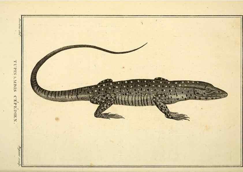 Reproducción/Reproduction 49813309608: Histoire naturelle, générale et particulière, des reptiles. A Paris :De l'Imprimerie de F. Dufart,an X-XI [1802-1803]. 