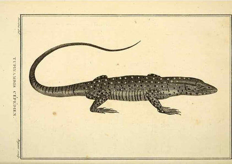 Reproducción/Reproduction 49813309608: Histoire naturelle, générale et particulière, des reptiles. A Paris :De l'Imprimerie de F. Dufart,an X-XI [1802-1803]. 