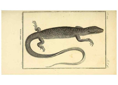 Reproducción/Reproduction 49813850106: Histoire naturelle, générale et particulière, des reptiles. A Paris :De l'Imprimerie de F. Dufart,an X-XI [1802-1803]. 