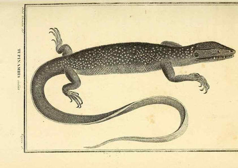 Reproducción/Reproduction 49813850106: Histoire naturelle, générale et particulière, des reptiles. A Paris :De l'Imprimerie de F. Dufart,an X-XI [1802-1803]. 
