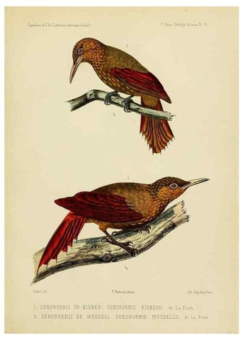 Reproducción/Reproduction 49814077107: Expédition dans les parties centrales de l'Amérique du Sud. Paris :Chez P. Bertrand,1850-1859.. 