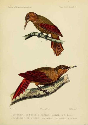 Reproducción/Reproduction 49814077107: Expédition dans les parties centrales de l'Amérique du Sud. Paris :Chez P. Bertrand,1850-1859.. 