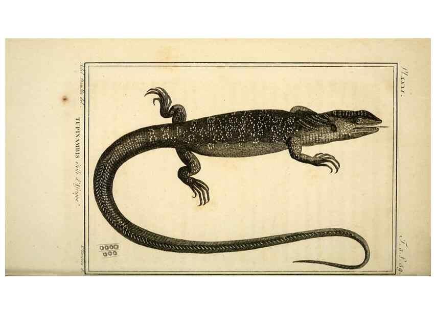 Reproducción/Reproduction 49813850461: Histoire naturelle, générale et particulière, des reptiles. A Paris :De l'Imprimerie de F. Dufart,an X-XI [1802-1803]. 