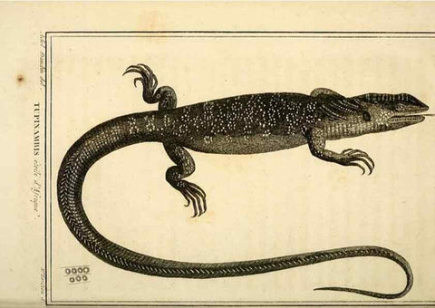 Reproducción/Reproduction 49813850461: Histoire naturelle, générale et particulière, des reptiles. A Paris :De l'Imprimerie de F. Dufart,an X-XI [1802-1803]. 