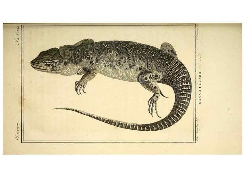 Reproducción/Reproduction 49813851286: Histoire naturelle, générale et particulière, des reptiles. A Paris :De l'Imprimerie de F. Dufart,an X-XI [1802-1803]. 