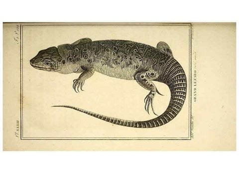 Reproducción/Reproduction 49813851286: Histoire naturelle, générale et particulière, des reptiles. A Paris :De l'Imprimerie de F. Dufart,an X-XI [1802-1803]. 