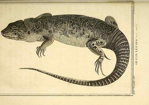 Reproducción/Reproduction 49813851286: Histoire naturelle, générale et particulière, des reptiles. A Paris :De l'Imprimerie de F. Dufart,an X-XI [1802-1803]. 