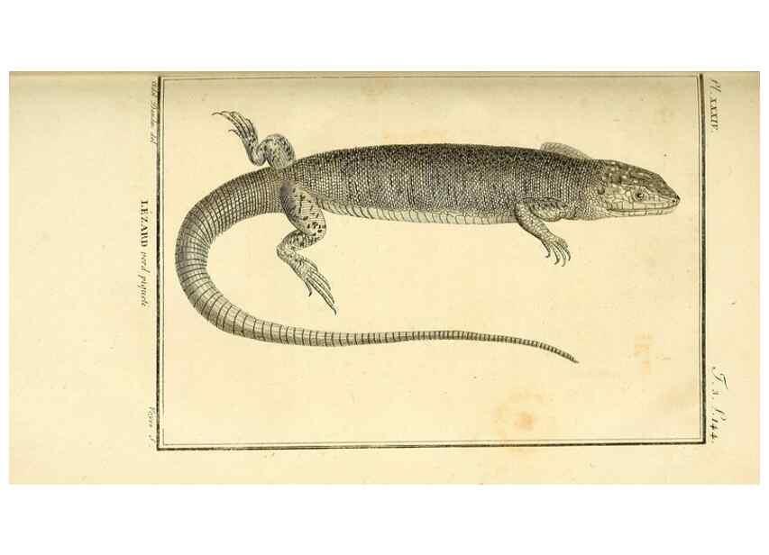 Reproducción/Reproduction 49813311468: Histoire naturelle, générale et particulière, des reptiles. A Paris :De l'Imprimerie de F. Dufart,an X-XI [1802-1803]. 