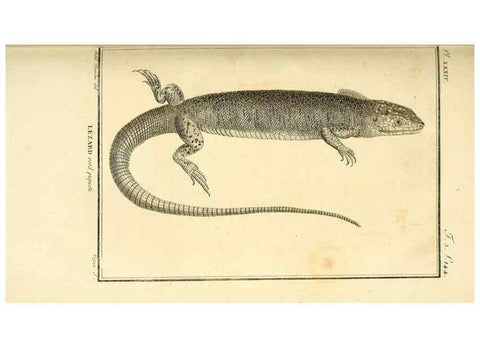 Reproducción/Reproduction 49813311468: Histoire naturelle, générale et particulière, des reptiles. A Paris :De l'Imprimerie de F. Dufart,an X-XI [1802-1803]. 