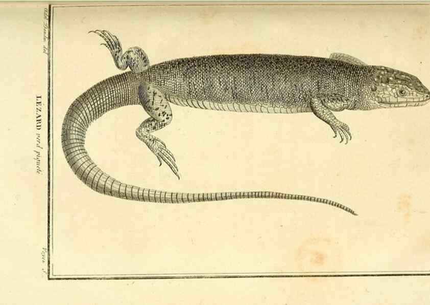 Reproducción/Reproduction 49813311468: Histoire naturelle, générale et particulière, des reptiles. A Paris :De l'Imprimerie de F. Dufart,an X-XI [1802-1803]. 