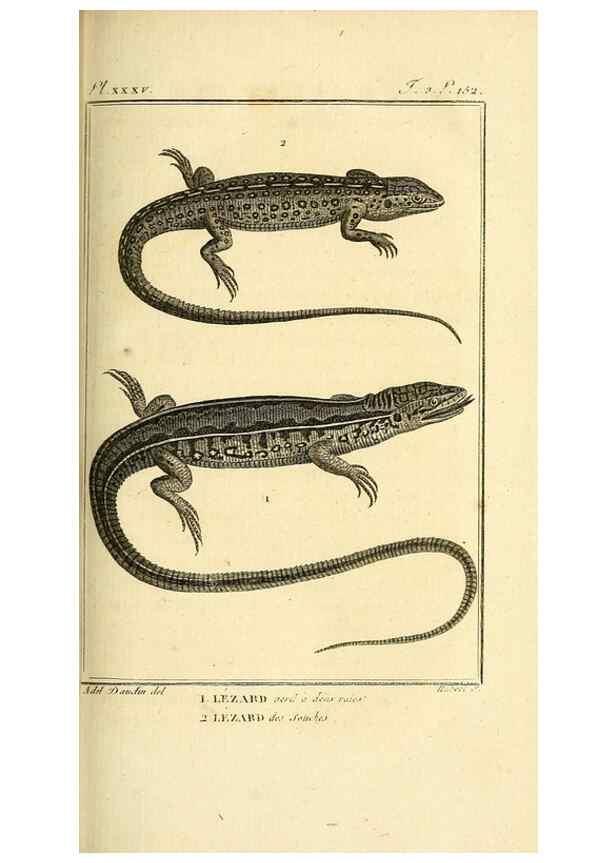 Reproducción/Reproduction 49813851946: Histoire naturelle, générale et particulière, des reptiles. A Paris :De l'Imprimerie de F. Dufart,an X-XI [1802-1803]. 