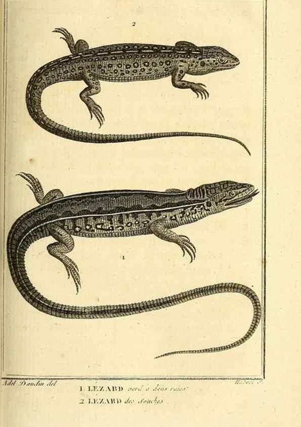 Reproducción/Reproduction 49813851946: Histoire naturelle, générale et particulière, des reptiles. A Paris :De l'Imprimerie de F. Dufart,an X-XI [1802-1803]. 