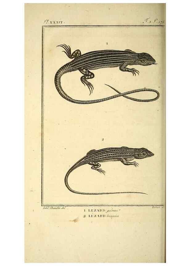 Reproducción/Reproduction 49813312198: Histoire naturelle, générale et particulière, des reptiles. A Paris :De l'Imprimerie de F. Dufart,an X-XI [1802-1803]. 