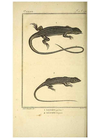 Reproducción/Reproduction 49813312198: Histoire naturelle, générale et particulière, des reptiles. A Paris :De l'Imprimerie de F. Dufart,an X-XI [1802-1803]. 