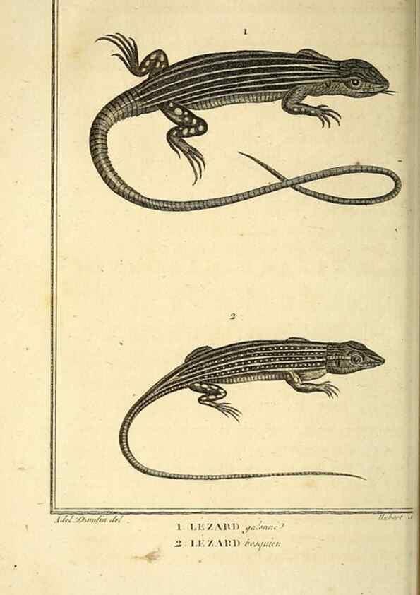 Reproducción/Reproduction 49813312198: Histoire naturelle, générale et particulière, des reptiles. A Paris :De l'Imprimerie de F. Dufart,an X-XI [1802-1803]. 